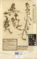 Filed as Lythrum portula (L.) D.A. Webb. [family LYTHRACEAE]