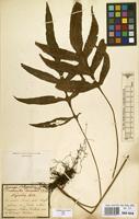 Type of Grammitis decurrens Wall. ex Hook. & Grev. [family GRAMMITIDACEAE]