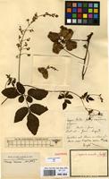 Syntype of Serjania comata Radlk. [family SAPINDACEAE]