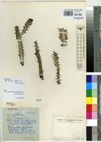 Isoneotype of Euphorbia griseola Pax subsp. griseola [family EUPHORBIACEAE]