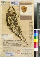 Isotype of Lotus brandianus Harms [family FABACEAE]