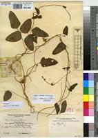 Isotype of Vigna schliebenii Harms [family FABACEAE]