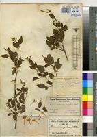 Type of Jasminum natalense Gilg & Schellenb. [family OLEACEAE]