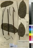 Type of Fagara melanorhachis Hoyle [family RUTACEAE]