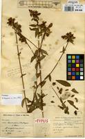 Syntype of Osbeckia cogniauxiana De Wild. [family MELASTOMATACEAE]