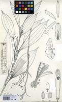 Filed as Diceratostele gabonensis Summerh. [family ORCHIDACEAE]