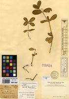 Type of Bucholzia obovata M.Martens & Galeotti [family AMARANTHACEAE]