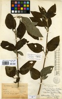 Isotype of Telanthera tuerckheimii Uline & Bray [family AMARANTHACEAE]
