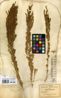 Type of Dondia mexicana Standl. [family CHENOPODIACEAE]