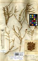 Isotype of Haloxylon elegans Bunge [family AMARANTHACEAE]