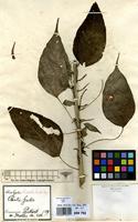 Type of Acalypha lindheimeri Mull.Arg. [family EUPHORBIACEAE]