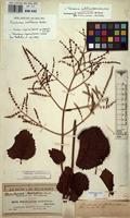 Isolectotype of Moschosma multiflora Benth. [family LABIATAE]