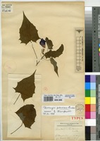 Holotype of Thunbergia katangensis De Wild. [family ACANTHACEAE]