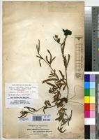 Isosyntype of Hibiscus articulatus Hochst. ex A.Rich. var. stenolobus Hochst. ex Mast. [family MALVACEAE]