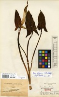 Isotype of Arum italicum Mill. var. lanceolatum Engl. [family ARACEAE]