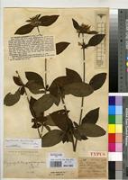 Type of Hygrophila quadrangularis De Wild. [family ACANTHACEAE]