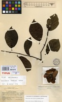 Isotype of Banisteriopsis inebrians C.V.Morton [family MALPIGHIACEAE]