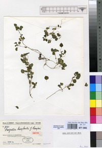 Isotype of Droguetia humbertii Leandri [family URTICACEAE]