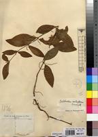 Type of Psilotrichum axilliflorum Suess. [family AMARANTHACEAE]
