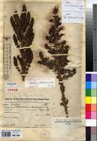 Isotype of Anthospermum leuconeuron K.Schum. [family RUBIACEAE]