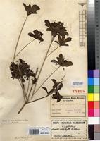Type of Pavetta catophylla K.Schum. [family RUBIACEAE]