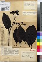 Syntype of Grumilea vermoesenii De Wild. [family RUBIACEAE]