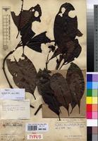 Syntype of Grumilea vermoesenii De Wild. [family RUBIACEAE]
