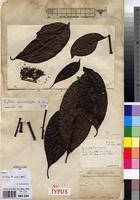 Syntype of Grumilea vermoesenii De Wild. [family RUBIACEAE]