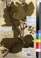 Isotype of Vangueria rotundata Robyns [family RUBIACEAE]