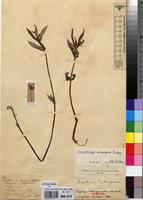Syntype of Impatiens katangensioides De Wild. [family BALSAMINACEAE]