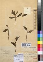 Holotype of Impatiens katangensis De Wild. [family BALSAMINACEAE]