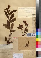 Type of Combretum katangensis De Wild. [family COMBRETACEAE]