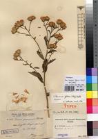 Isotype of Vernonia pogosperma Klatt [family ASTERACEAE]