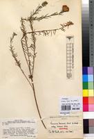 Isotype of Vernonia bainesii Oliv. & Hiern subsp. brassii Wild [family ASTERACEAE]