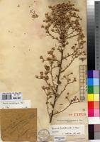 Syntype of Vernonia multiflora De Wild. [family ASTERACEAE]