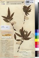 Holotype of Eriosema shirense Baker f. var. longibracteatum Hauman [family FABACEAE]