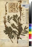 Type of Tephrosia mbogaensis De Wild. [family FABACEAE]