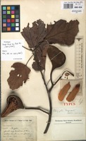 Type of Pterygota bequaertii De Wild. [family STERCULIACEAE]