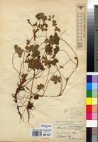 Syntype of Alchemilla mukuluensis De Wild. [family ROSACEAE]