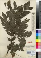 Type of Haplocoelum intermedium Hauman [family SAPINDACEAE]