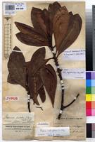 Syntype of Rapanea lamiaensis De Wild. [family MYRSINACEAE]