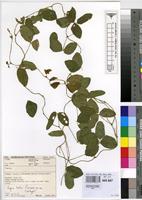 Type? of Vigna kirkii (Baker) J.B.Gillett [family FABACEAE]
