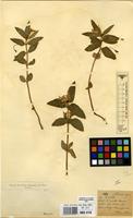 Filed as Impatiens assurgens Baker f. [family BALSAMINACEAE]