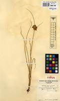 Syntype of Cyperus kipasensis Cherm. [family CYPERACEAE]