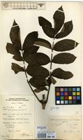 Filed as Spathodea campanulata P.Beauv. subsp. campanulata [family BIGNONIACEAE]