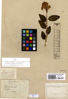 Type of Spiraea belgica Dumort. [family ROSACEAE]