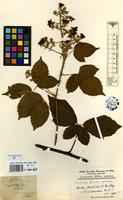 Type of Rubus cinerascens Weihe ex Lej. & Courtois [family ROSACEAE]