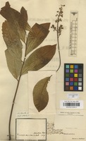 Type? of Matayba grandis Radlk. [family SAPINDACEAE]