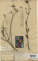 Filed as Verbena brasiliensis Vell. [family VERBENACEAE]