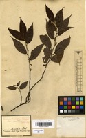 Filed as Acalypha diversifolia Jacq. [family EUPHORBIACEAE]